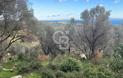 Karaburun Eğlenhocada Deniz&Doğa Manzaralı Zeytin Ağaçlı Tarla