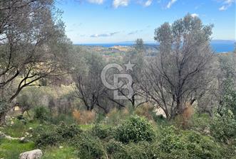 Karaburun Eğlenhocada Deniz&Doğa Manzaralı Zeytin Ağaçlı Tarla - 4 - 326973