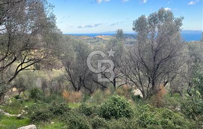 Karaburun Eğlenhocada Deniz&Doğa Manzaralı Zeytin Ağaçlı Tarla