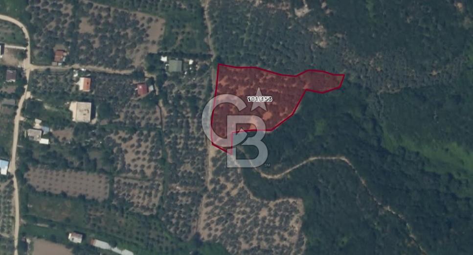 ERDEK TURAN KÖYÜNDE DENİZE 1 KM MESAFEDE 5 DÖNÜM ZEYTİNLİK