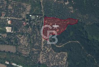 ERDEK TURAN KÖYÜNDE DENİZE 1 KM MESAFEDE 5 DÖNÜM ZEYTİNLİK - 3 - 327003