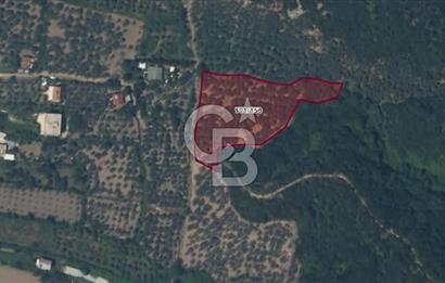 ERDEK TURAN KÖYÜNDE DENİZE 1 KM MESAFEDE 5 DÖNÜM ZEYTİNLİK