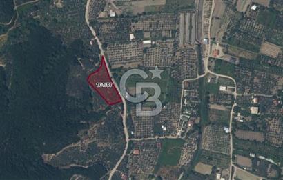 ERDEK TURAN KÖYÜNDE HARİKA KONUMDA 4.5 DÖNÜM ZEYTİNLİK