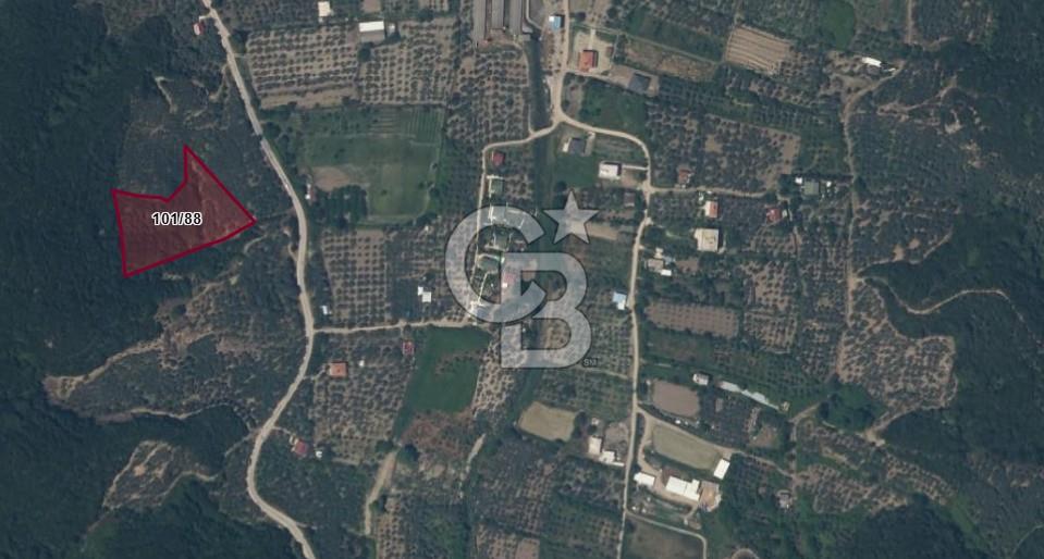 ERDEK TURAN KÖYÜNDE DENİZE YÜRÜYÜŞ MESAFESİNDE 6 DÖNÜM ZEYTİNLİK