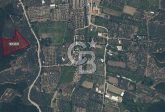 ERDEK TURAN KÖYÜNDE DENİZE YÜRÜYÜŞ MESAFESİNDE 6 DÖNÜM ZEYTİNLİK - 1 - 327007