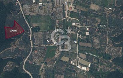 ERDEK TURAN KÖYÜNDE DENİZE YÜRÜYÜŞ MESAFESİNDE 6 DÖNÜM ZEYTİNLİK