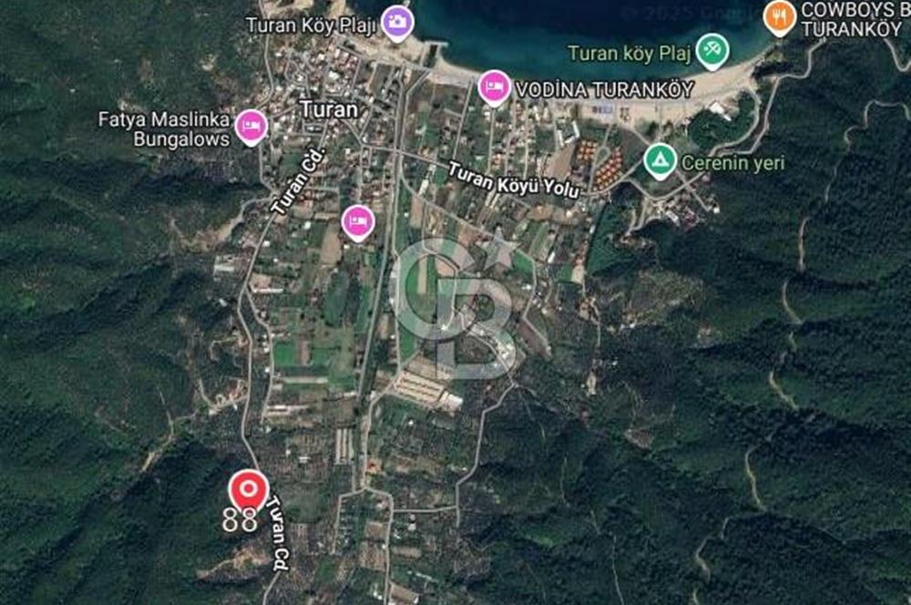 ERDEK TURAN KÖYÜNDE DENİZE YÜRÜYÜŞ MESAFESİNDE 6 DÖNÜM ZEYTİNLİK