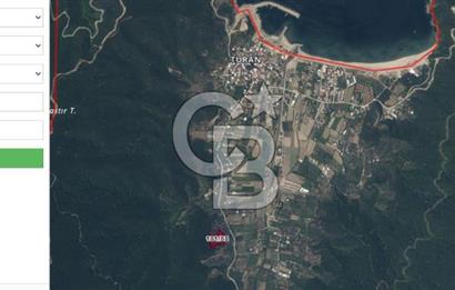 ERDEK TURAN KÖYÜNDE DENİZE YÜRÜYÜŞ MESAFESİNDE 6 DÖNÜM ZEYTİNLİK