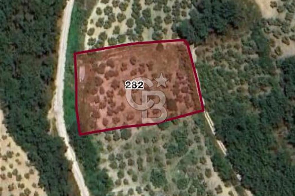 BURSA MUDANYA YÖRÜKALİ’de SATILIK ZEYTİNLİK