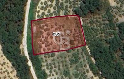 BURSA MUDANYA YÖRÜKALİ’de SATILIK ZEYTİNLİK