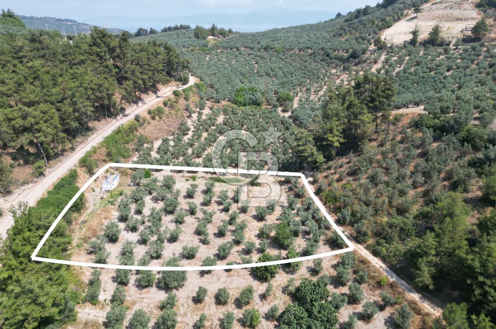 BURSA MUDANYA YÖRÜKALİ’de SATILIK ZEYTİNLİK