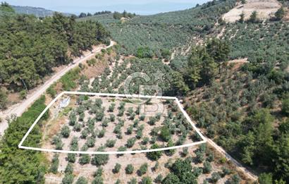 BURSA MUDANYA YÖRÜKALİ’de SATILIK ZEYTİNLİK