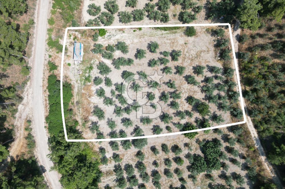 BURSA MUDANYA YÖRÜKALİ’de SATILIK ZEYTİNLİK