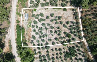 BURSA MUDANYA YÖRÜKALİ’de SATILIK ZEYTİNLİK