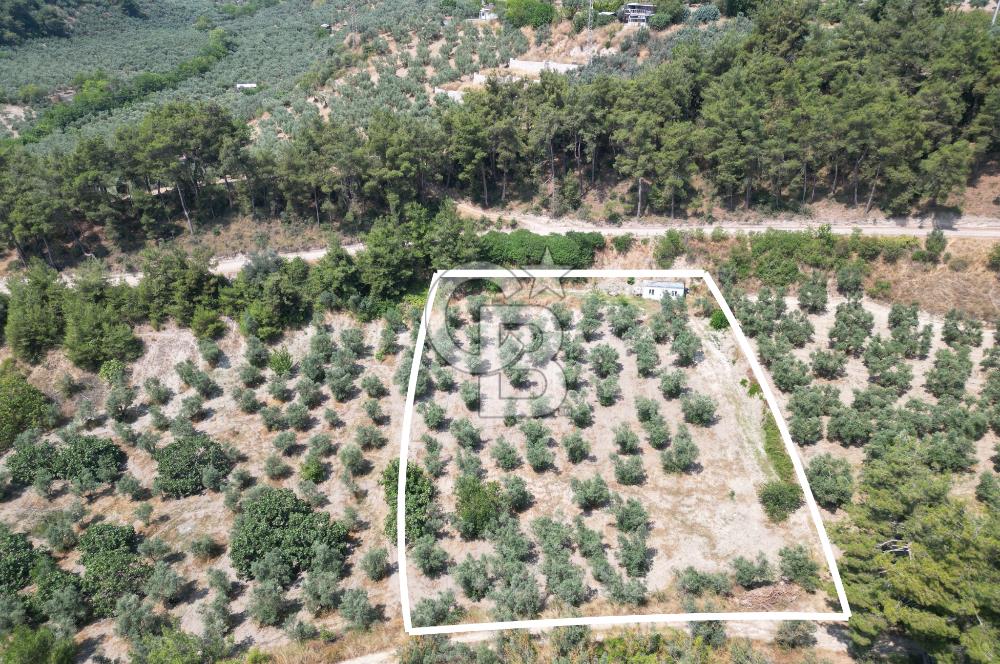 BURSA MUDANYA YÖRÜKALİ’de SATILIK ZEYTİNLİK