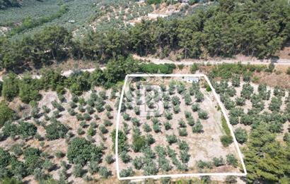 BURSA MUDANYA YÖRÜKALİ’de SATILIK ZEYTİNLİK