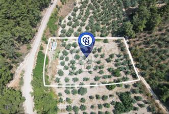 BURSA MUDANYA YÖRÜKALİ’de SATILIK ZEYTİNLİK - 4 - 219152