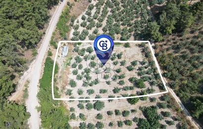 BURSA MUDANYA YÖRÜKALİ’de SATILIK ZEYTİNLİK