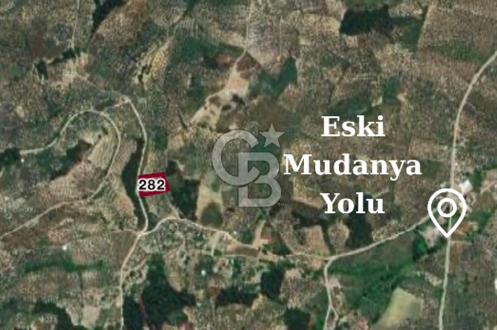 BURSA MUDANYA YÖRÜKALİ’de SATILIK ZEYTİNLİK