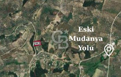 BURSA MUDANYA YÖRÜKALİ’de SATILIK ZEYTİNLİK