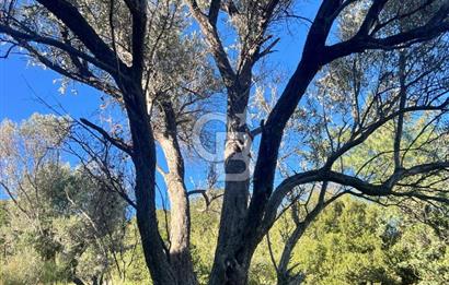 Karaburun İnecik'te İçerisinde 4+1 Müstakil Villa Bulunan Arazi