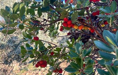 Karaburun İnecik'te İçerisinde 4+1 Müstakil Villa Bulunan Arazi