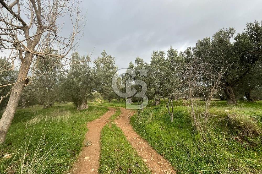Bergama Zeytindağ Satılık 7272 M2 Özel Konumlu Zeytinlik !!