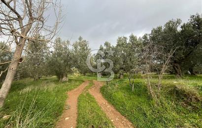 Bergama Zeytindağ Satılık 7272 M2 Özel Konumlu Zeytinlik !!