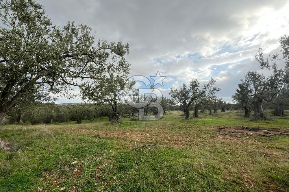 Bergama Zeytindağ Satılık 7272 M2 Özel Konumlu Zeytinlik !!