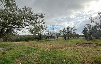 Bergama Zeytindağ Satılık 7272 M2 Özel Konumlu Zeytinlik !!