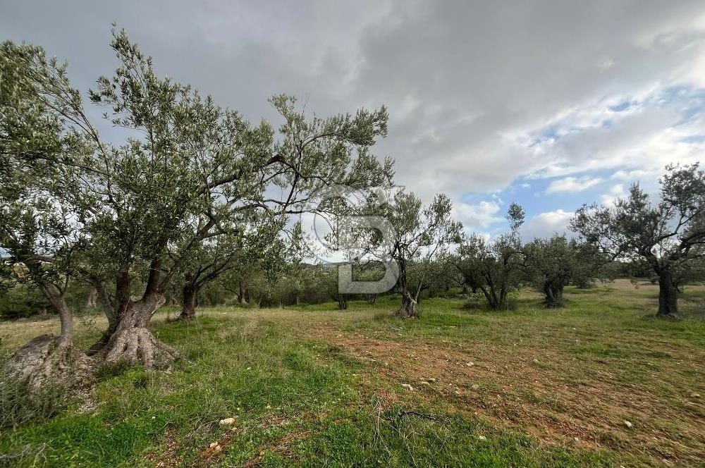 Bergama Zeytindağ Satılık 7272 M2 Özel Konumlu Zeytinlik !!