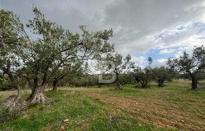 Bergama Zeytindağ Satılık 7272 M2 Özel Konumlu Zeytinlik !!