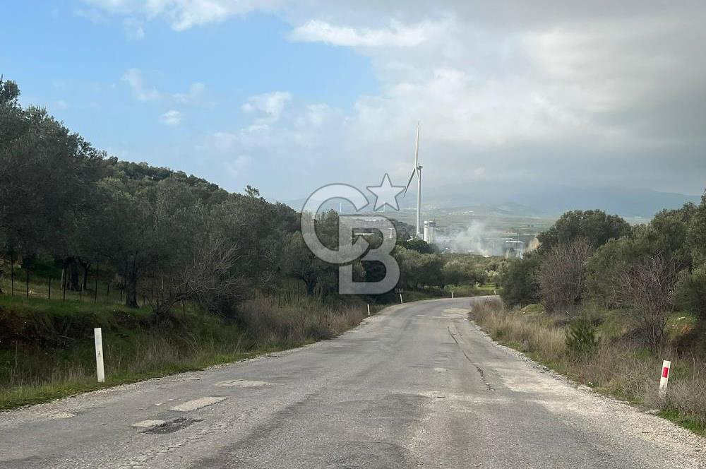 Bergama Zeytindağ Satılık 7272 M2 Özel Konumlu Zeytinlik !!