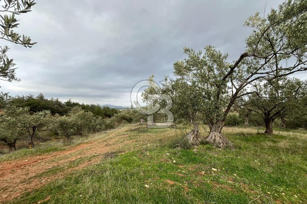 Bergama Zeytindağ Satılık 7272 M2 Özel Konumlu Zeytinlik !!