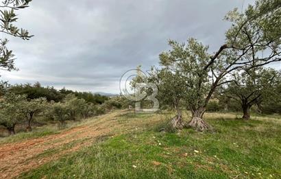 Bergama Zeytindağ Satılık 7272 M2 Özel Konumlu Zeytinlik !!