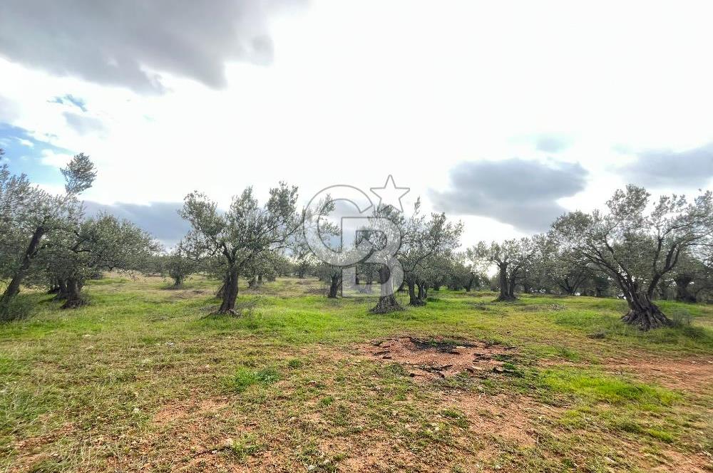 Bergama Zeytindağ Satılık 7272 M2 Özel Konumlu Zeytinlik !!