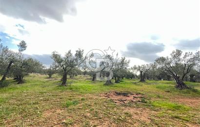 Bergama Zeytindağ Satılık 7272 M2 Özel Konumlu Zeytinlik !!