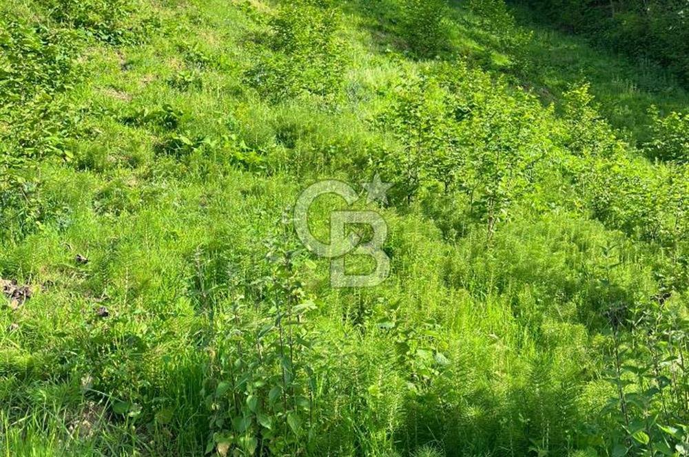 TRABZON UĞURLU'DA YOLA CEPHESİ OLAN YATIRIMLIK SATILIK ARAZİ