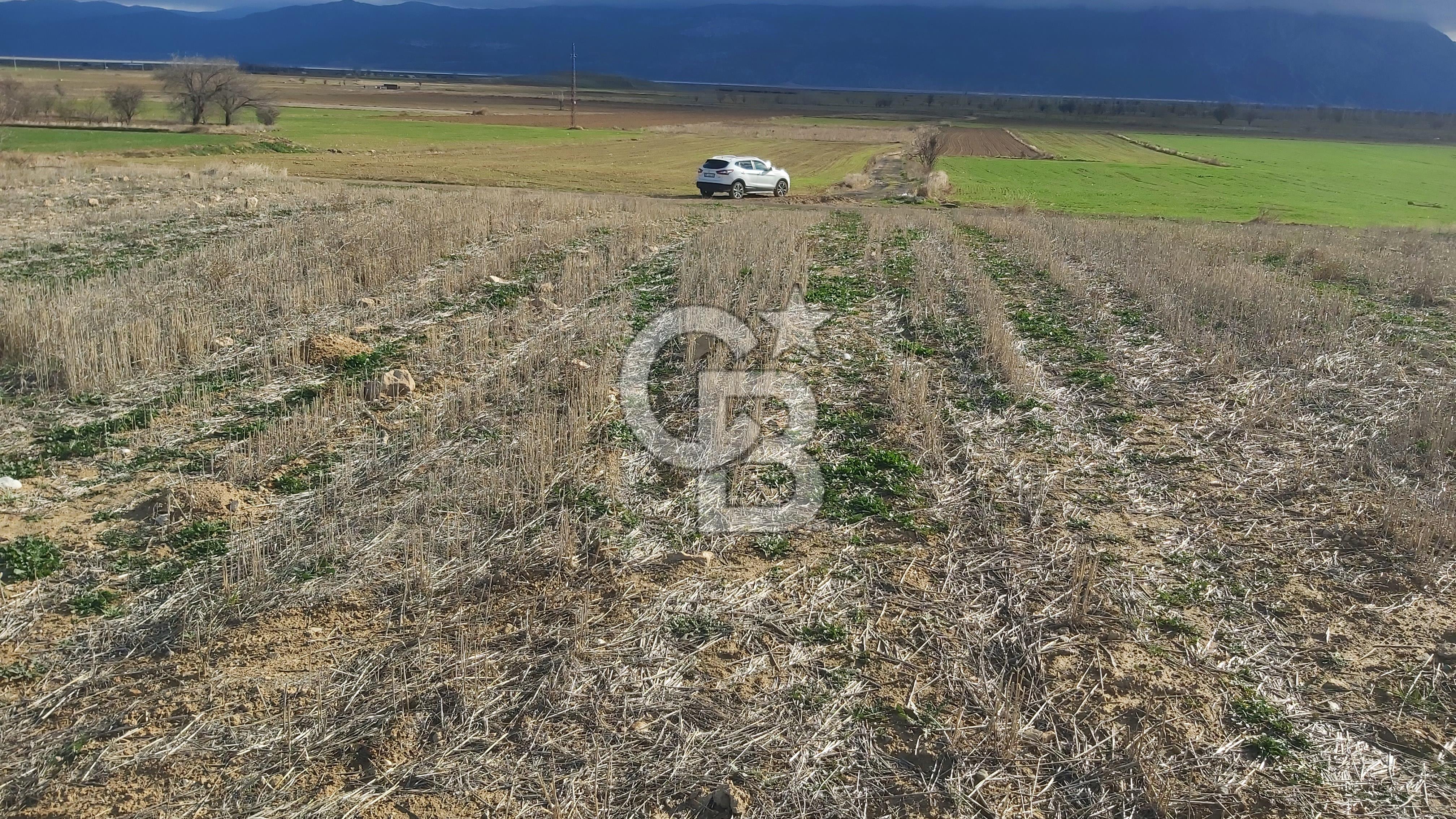 Afyon-Dazkırı Engerek Mevkinde Yola Yakın 6.603 m² Satılık Tarla