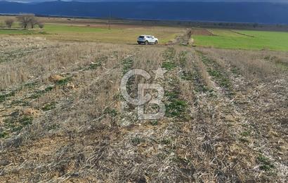 Afyon-Dazkırı Engerek Mevkinde Yola Yakın 6.603 m² Satılık Tarla