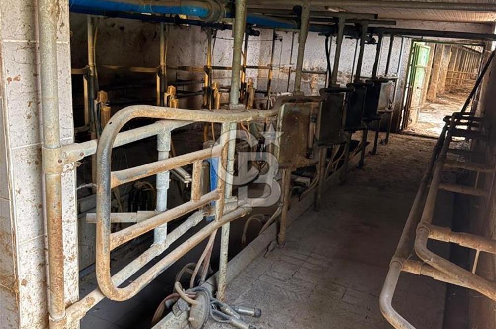 Üretime Hazır! 5 Dönüm Çiftlik – Tavuk & Büyükbaş Hayvan Tesisi