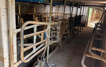 Üretime Hazır! 5 Dönüm Çiftlik – Tavuk & Büyükbaş Hayvan Tesisi