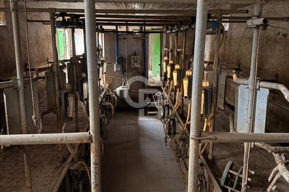 Üretime Hazır! 5 Dönüm Çiftlik – Tavuk & Büyükbaş Hayvan Tesisi