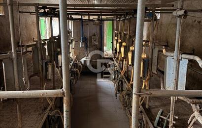 Üretime Hazır! 5 Dönüm Çiftlik – Tavuk & Büyükbaş Hayvan Tesisi