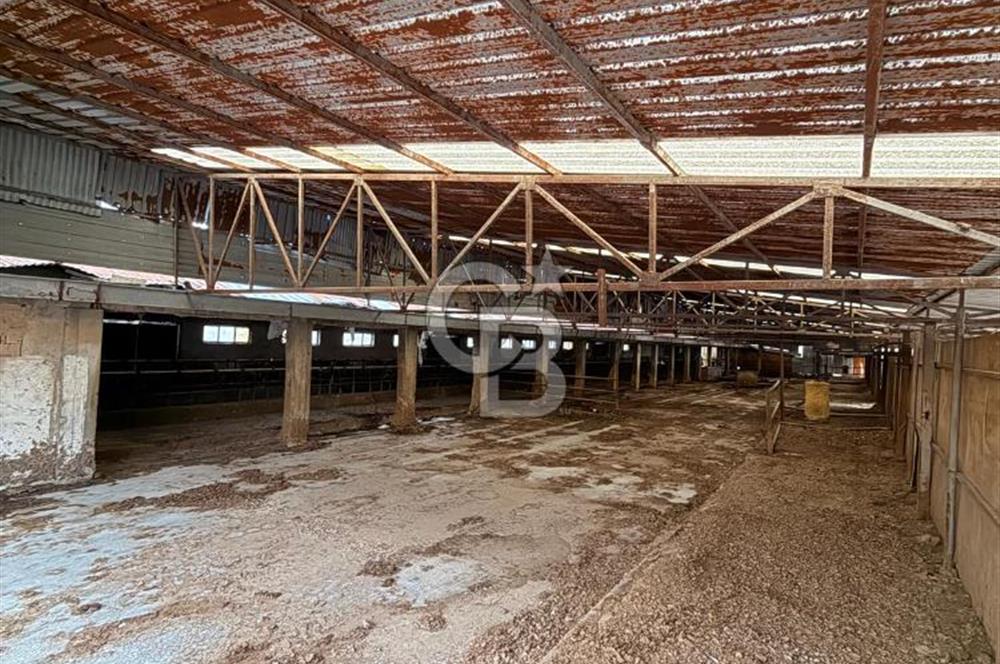 Üretime Hazır! 5 Dönüm Çiftlik – Tavuk & Büyükbaş Hayvan Tesisi