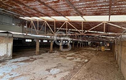 Üretime Hazır! 5 Dönüm Çiftlik – Tavuk & Büyükbaş Hayvan Tesisi