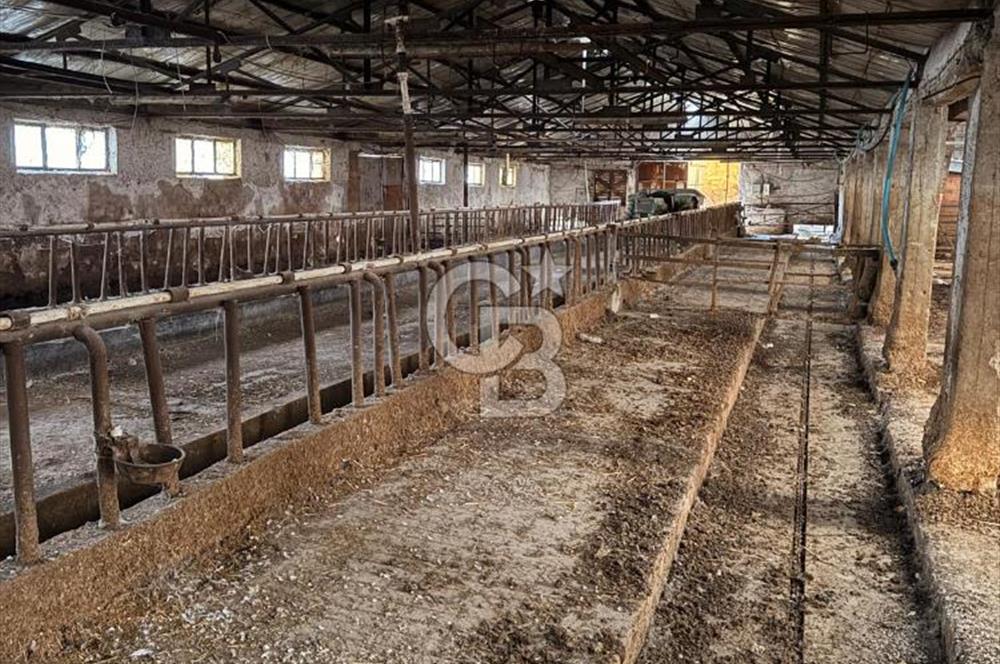 Üretime Hazır! 5 Dönüm Çiftlik – Tavuk & Büyükbaş Hayvan Tesisi