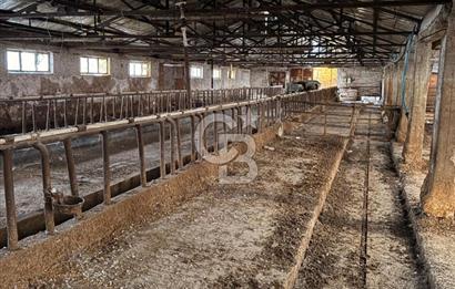 Üretime Hazır! 5 Dönüm Çiftlik – Tavuk & Büyükbaş Hayvan Tesisi