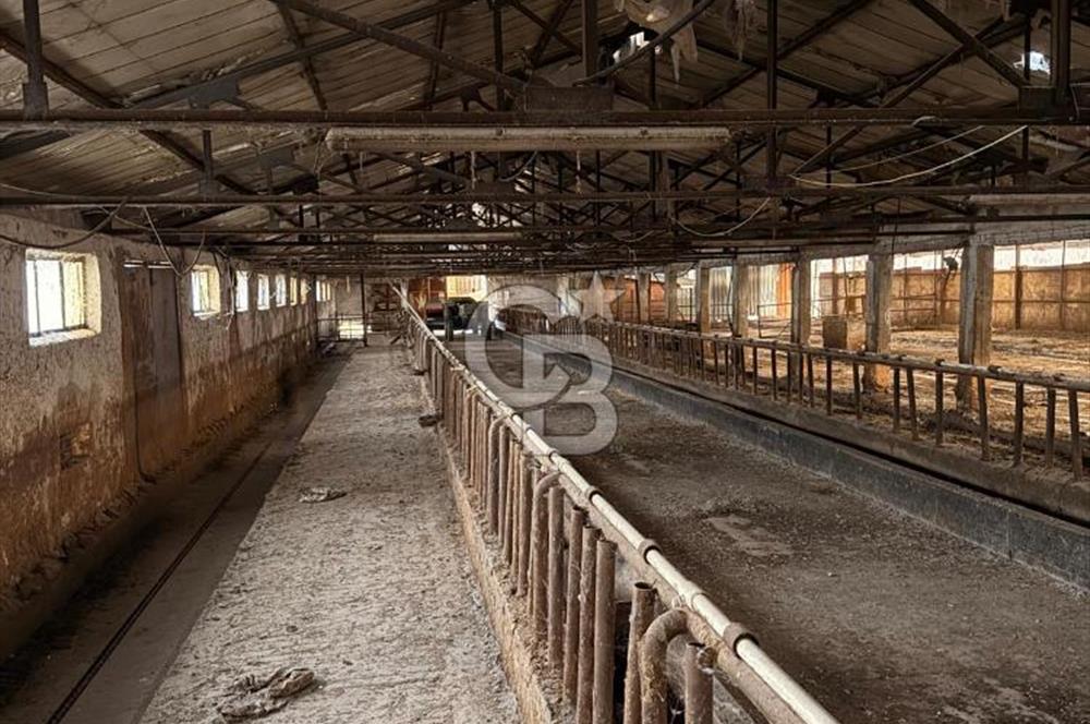 Üretime Hazır! 5 Dönüm Çiftlik – Tavuk & Büyükbaş Hayvan Tesisi