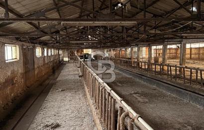 Üretime Hazır! 5 Dönüm Çiftlik – Tavuk & Büyükbaş Hayvan Tesisi